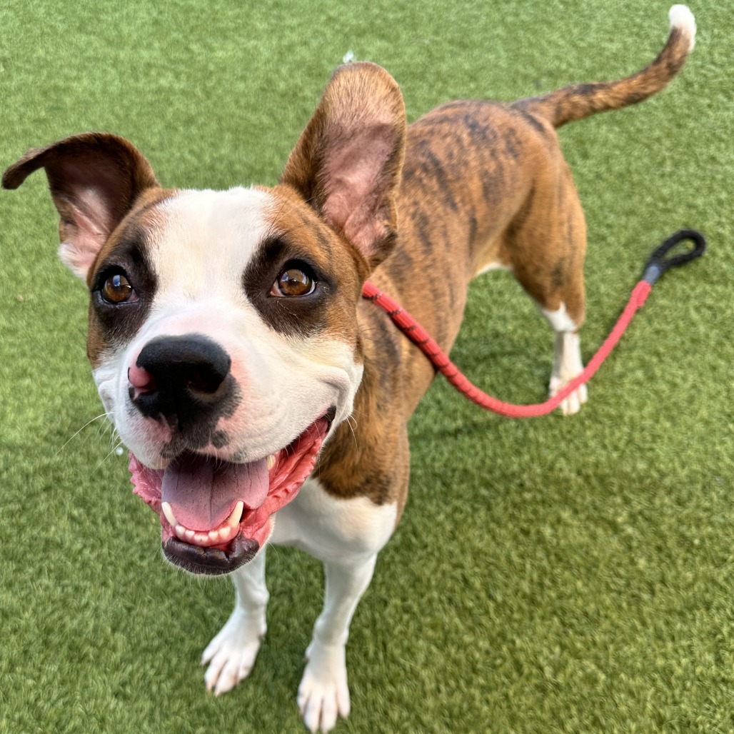 FELIX - Mixed Breed (Medium) available for adoption