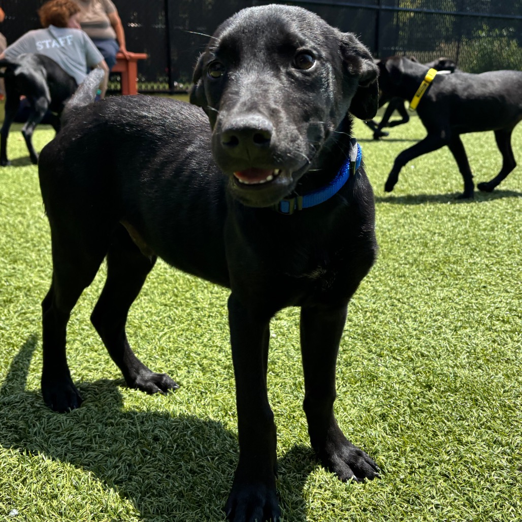 BERYL - Mixed Breed (Medium) available for adoption