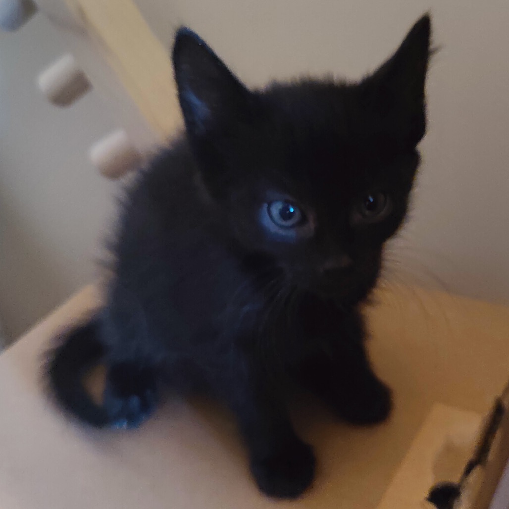 ABIGAIL - Domestic Shorthair / Bombay for adoption in Silver Spring