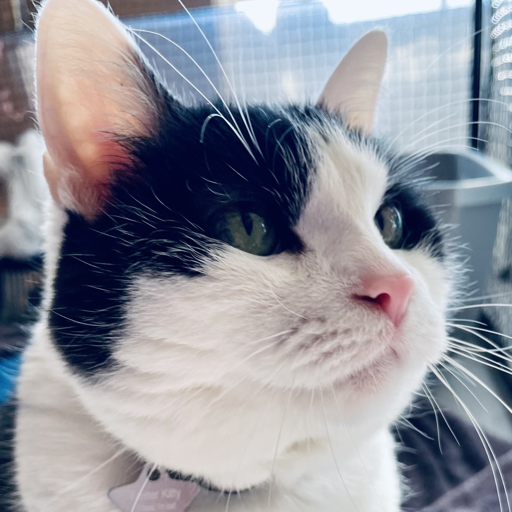 Oreo In Foster