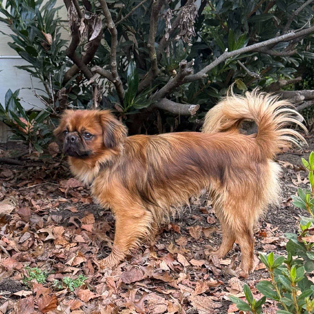 Rusty, photo 4