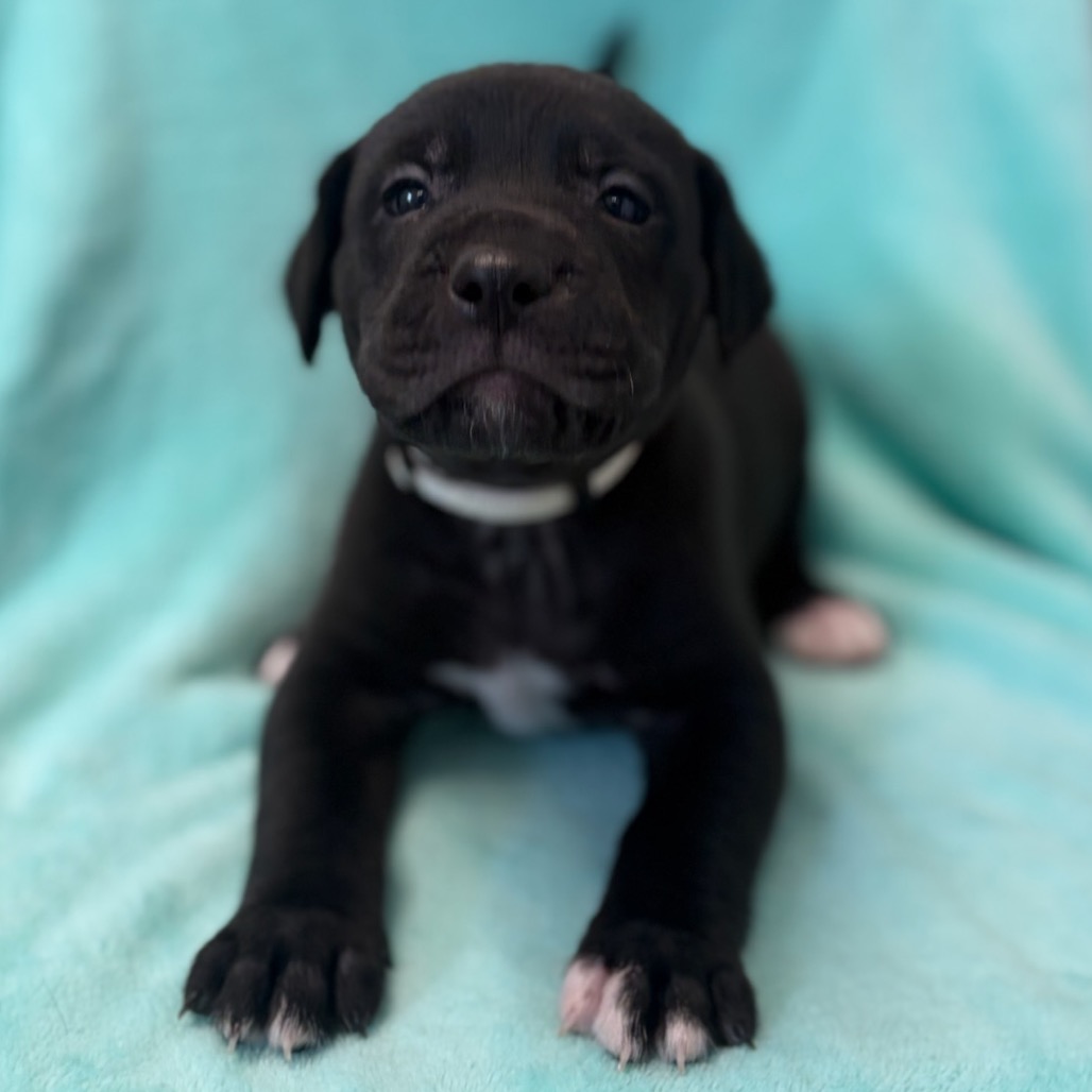 Black Retriever, Black Labrador/Mixed Breed (Medium) Dog