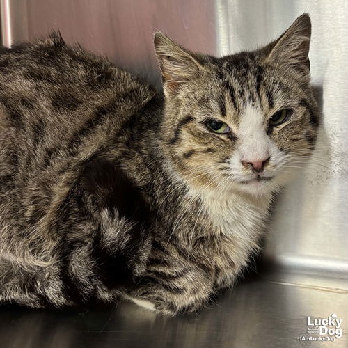 MUFFIN MAN - Domestic Shorthair available for adoption
