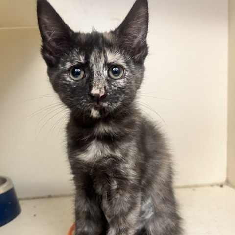 BLACK AMETHYST - Domestic Medium Hair available for adoption