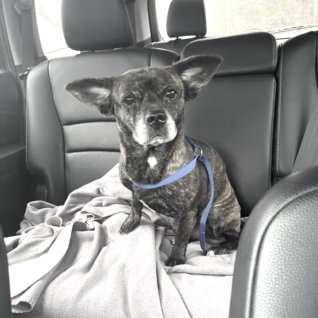 Lulu — thumbnail 2