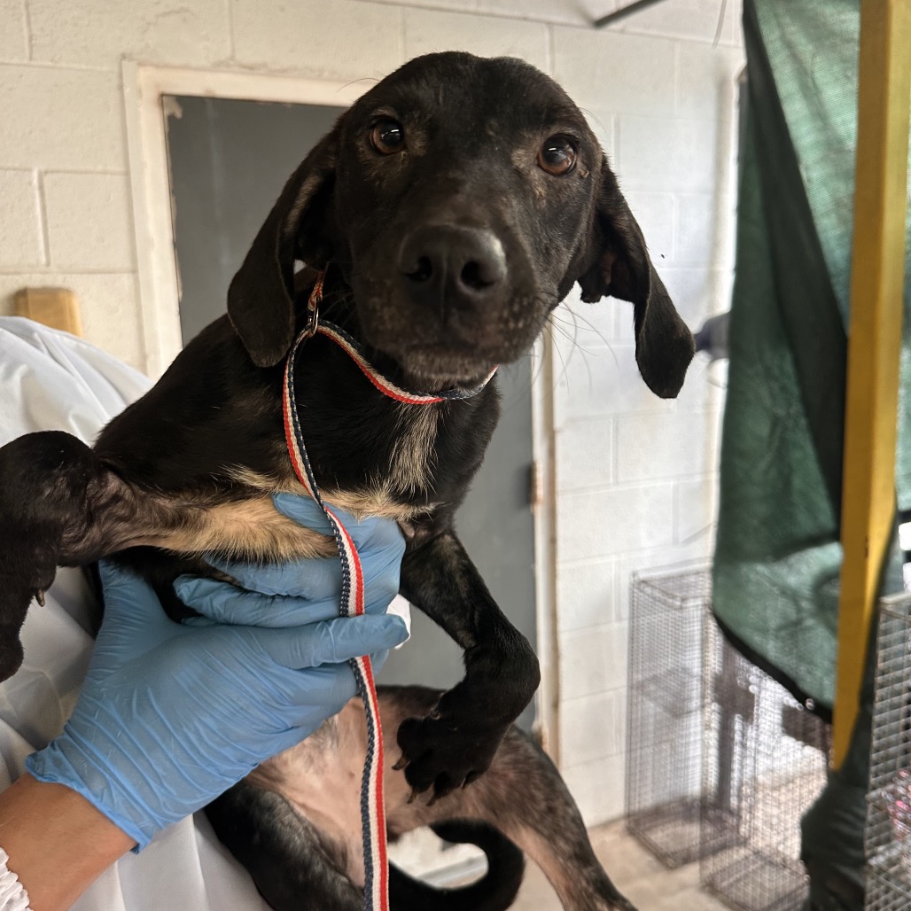 LENTIL - Shepherd available for adoption