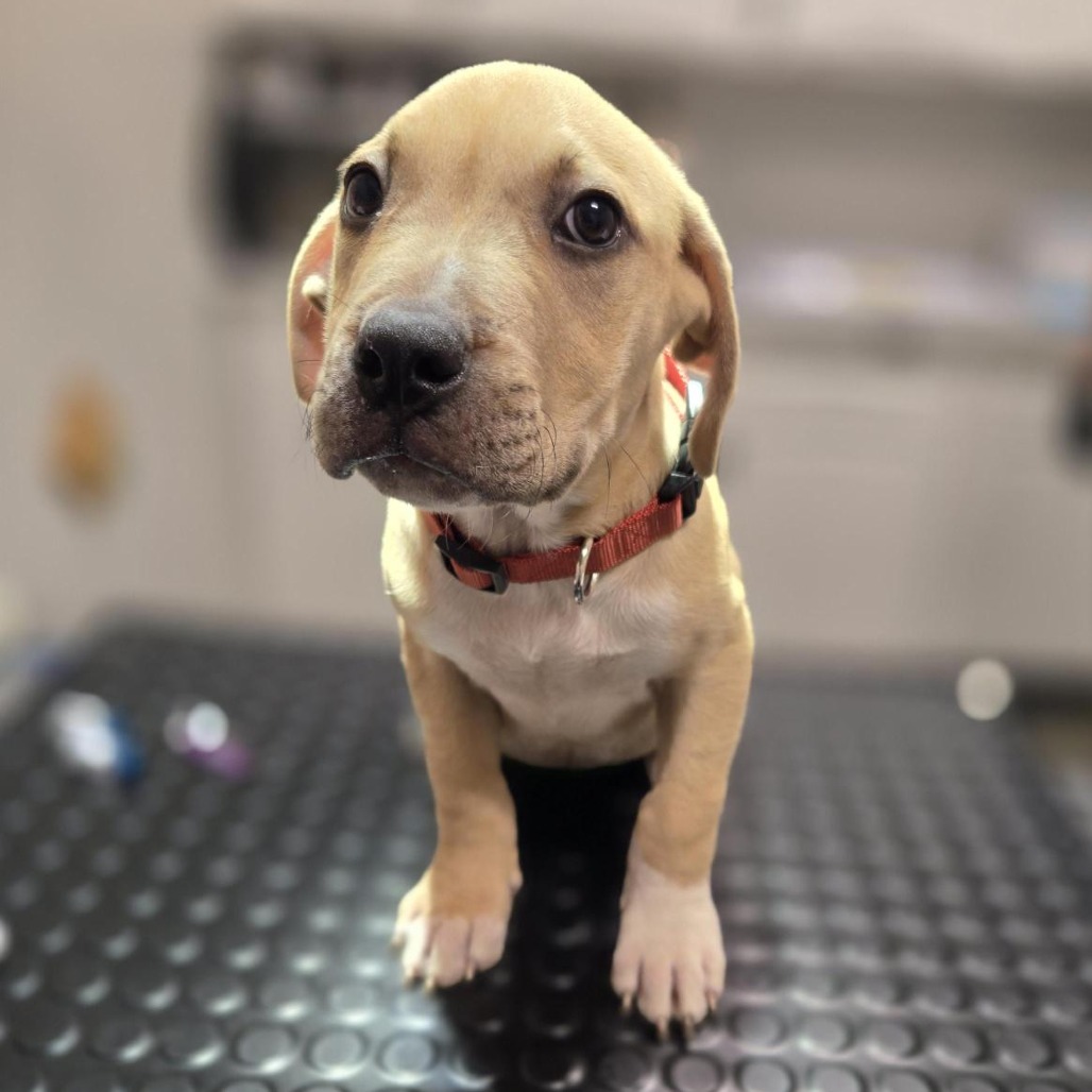 FREDDIE - Mixed Breed (Large) available for adoption