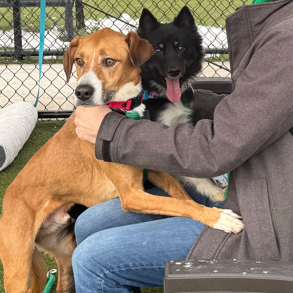 Milo — thumbnail 2