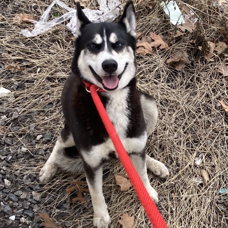 Blakey — thumbnail 2