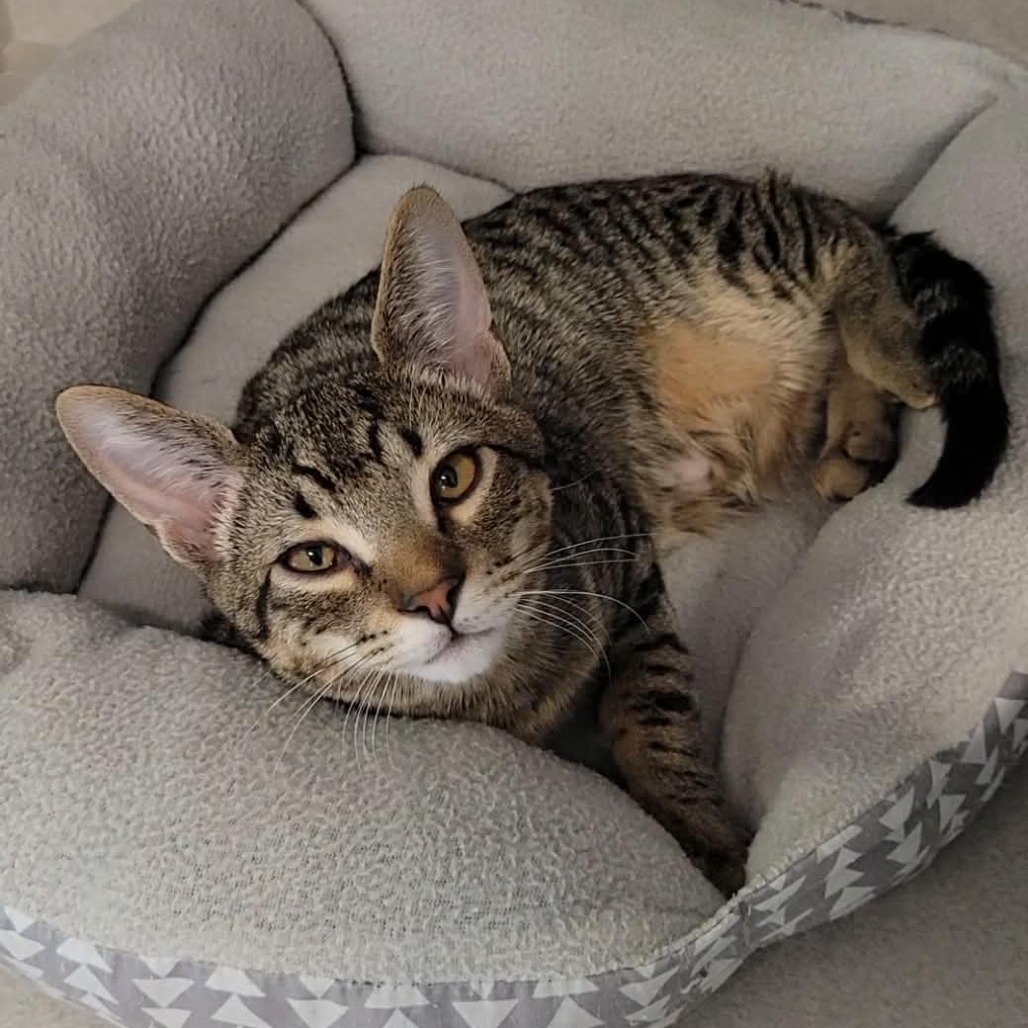 SANJI - Domestic Shorthair available for adoption
