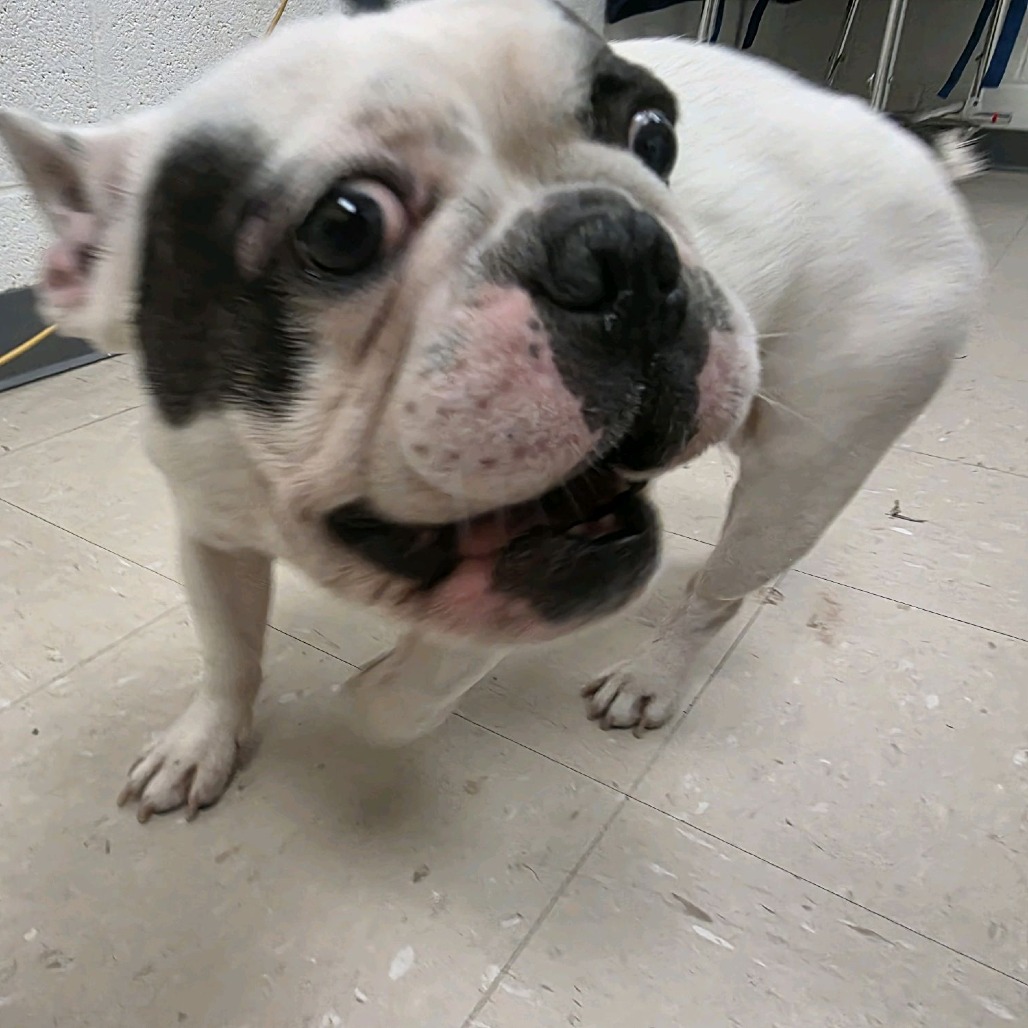 Photo of PGH-Stray-122026 4