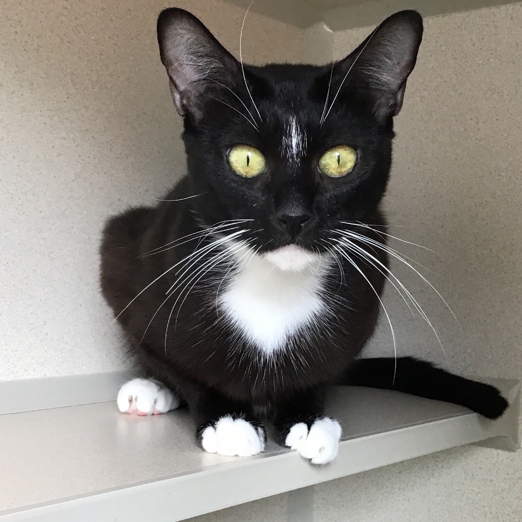Nina (queen) - Domestic Shorthair