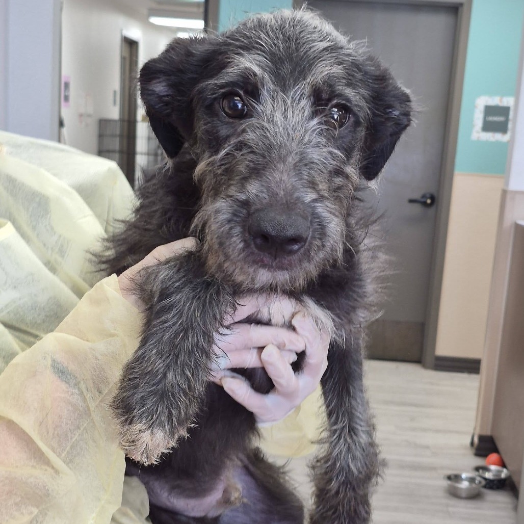 SAXOPHONE - Schnauzer / Retriever, Labrador available for adoption