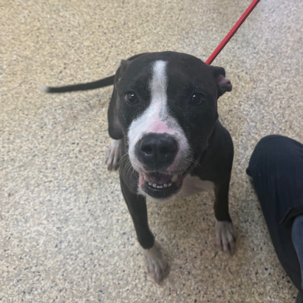 DOLLY - Terrier / American Pit Bull available for adoption
