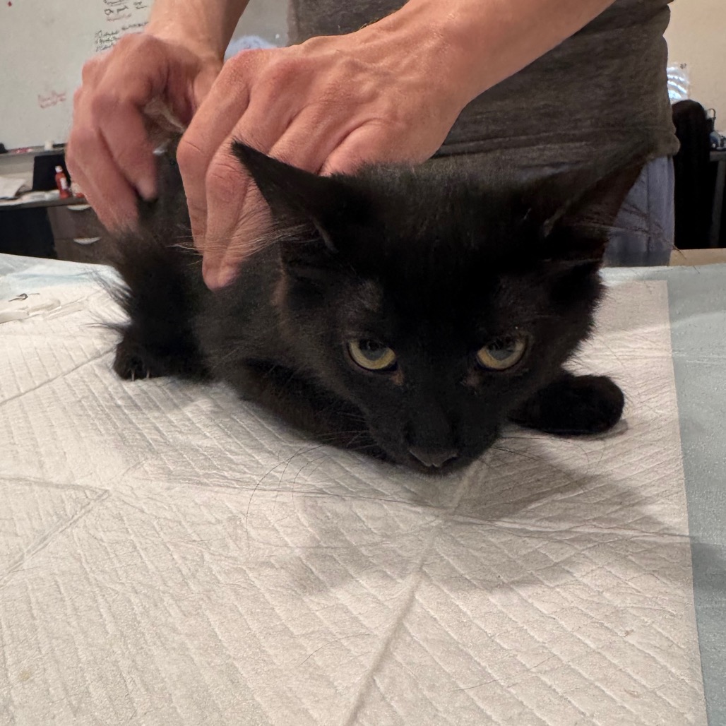GRIZ - Domestic Medium Hair available for adoption