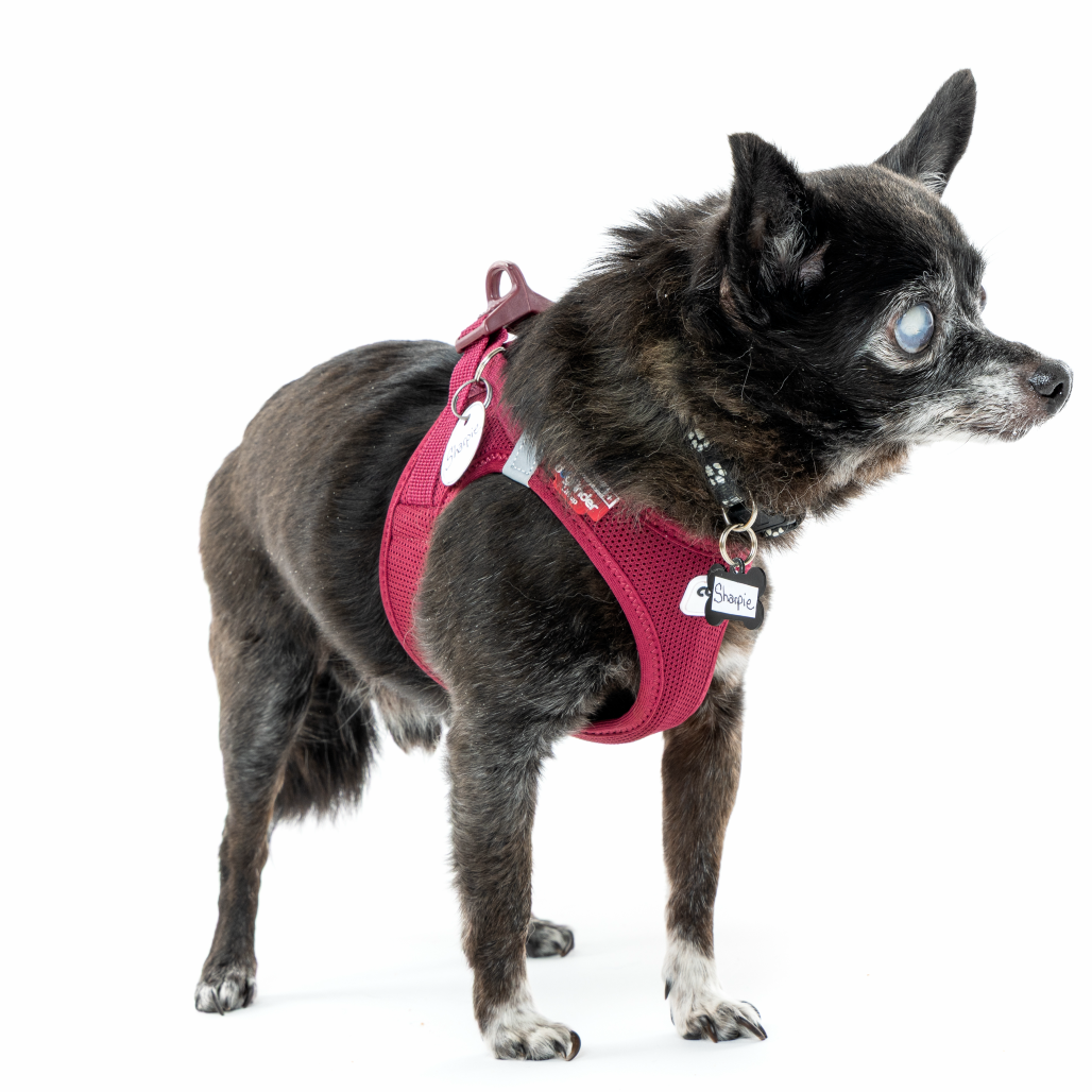 Sharpie 12087 — thumbnail 3