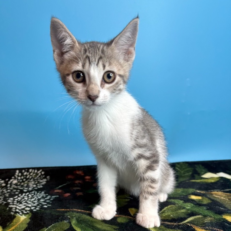 HEINZ - Domestic Shorthair available for adoption