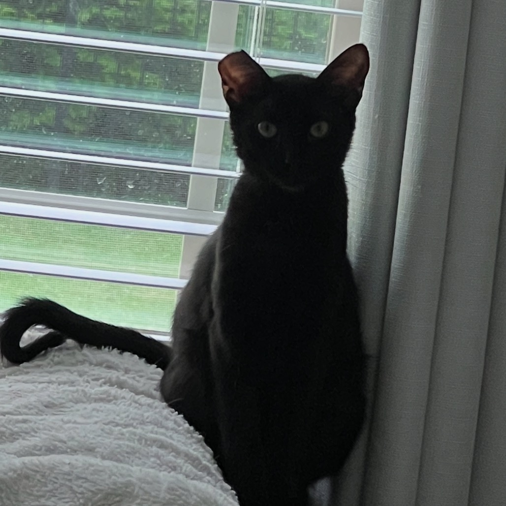 Moxie, photo 2