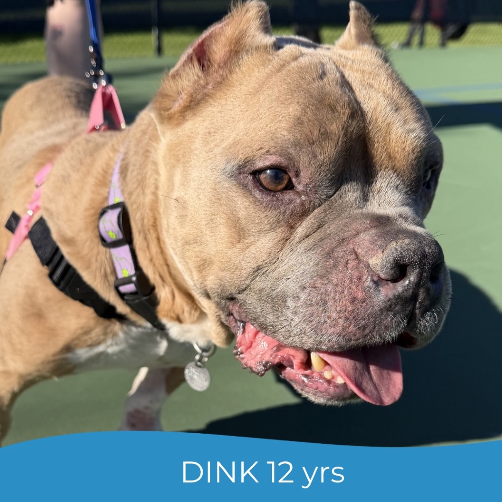 Dink, photo 18