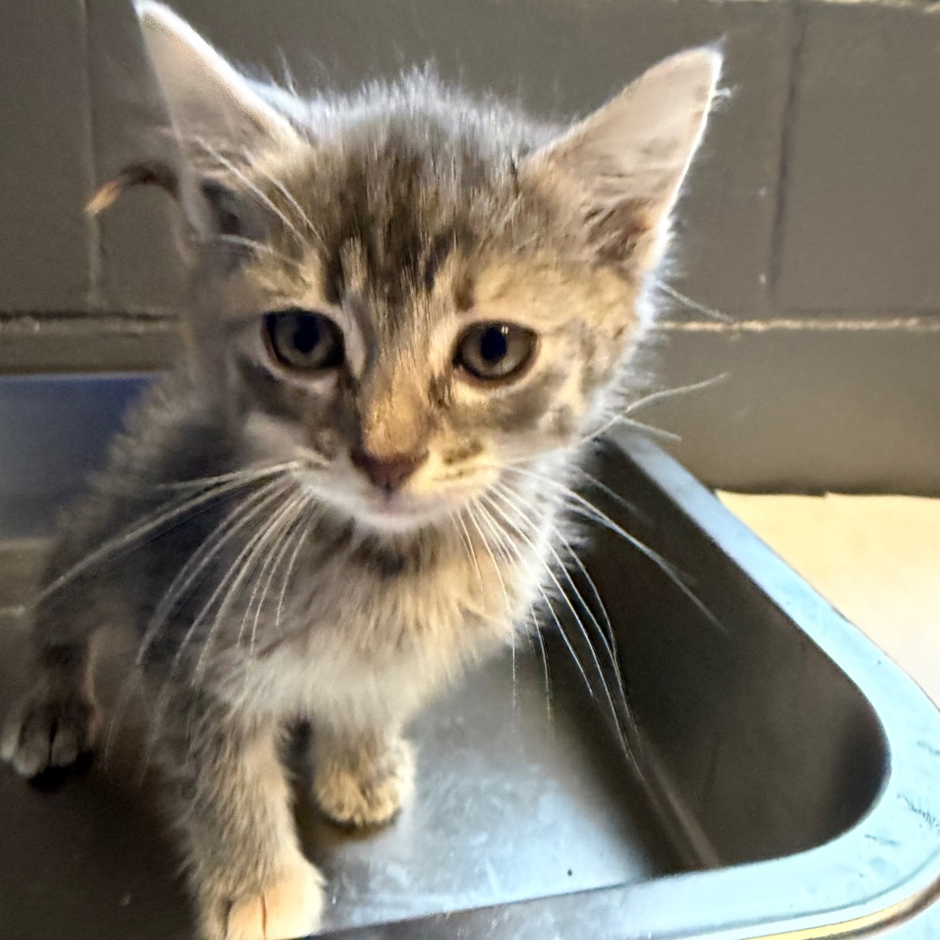 Tusc Stray 84428 2 3