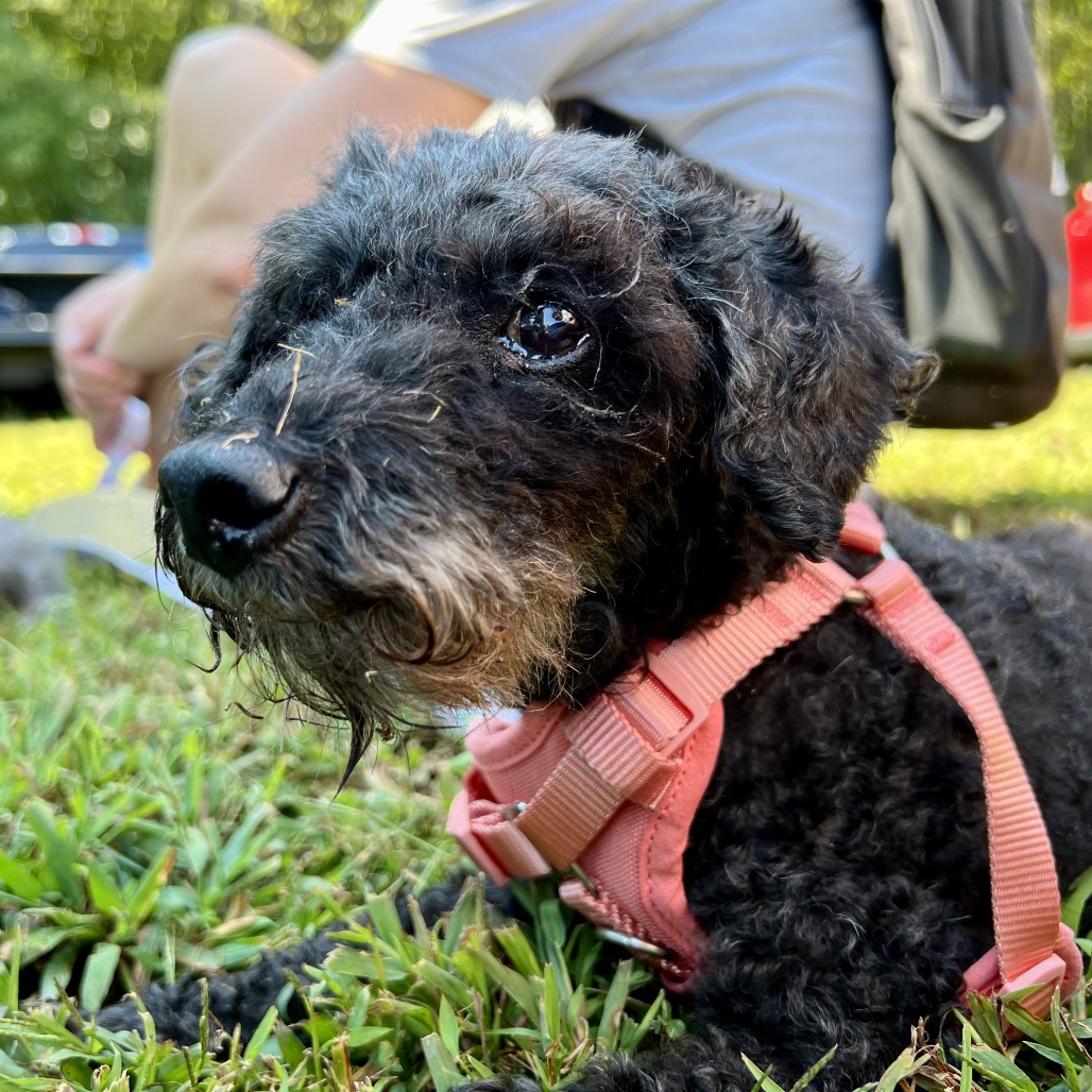 Willow (Whoopie), photo 11