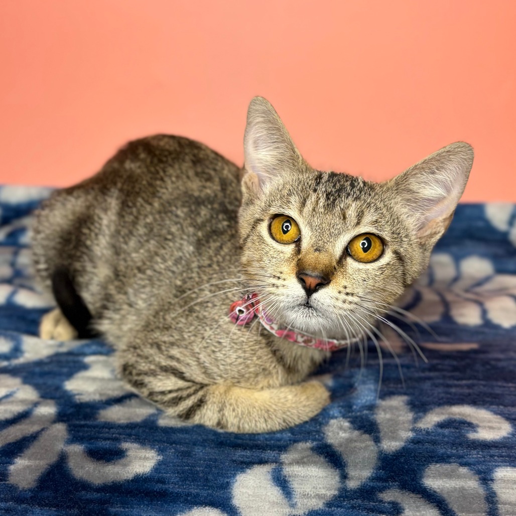 IRIS - Egyptian Mau available for adoption