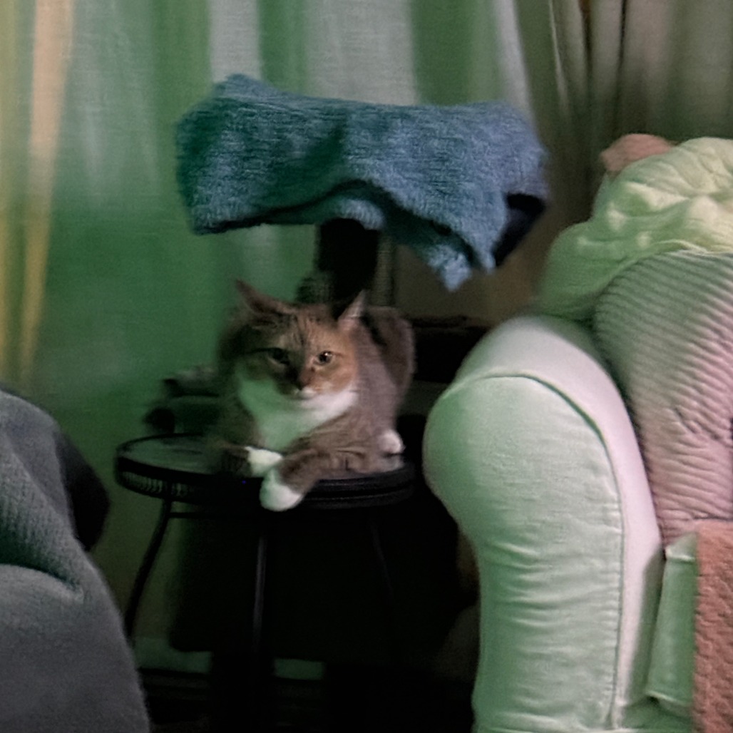 Nutmeg picture #16