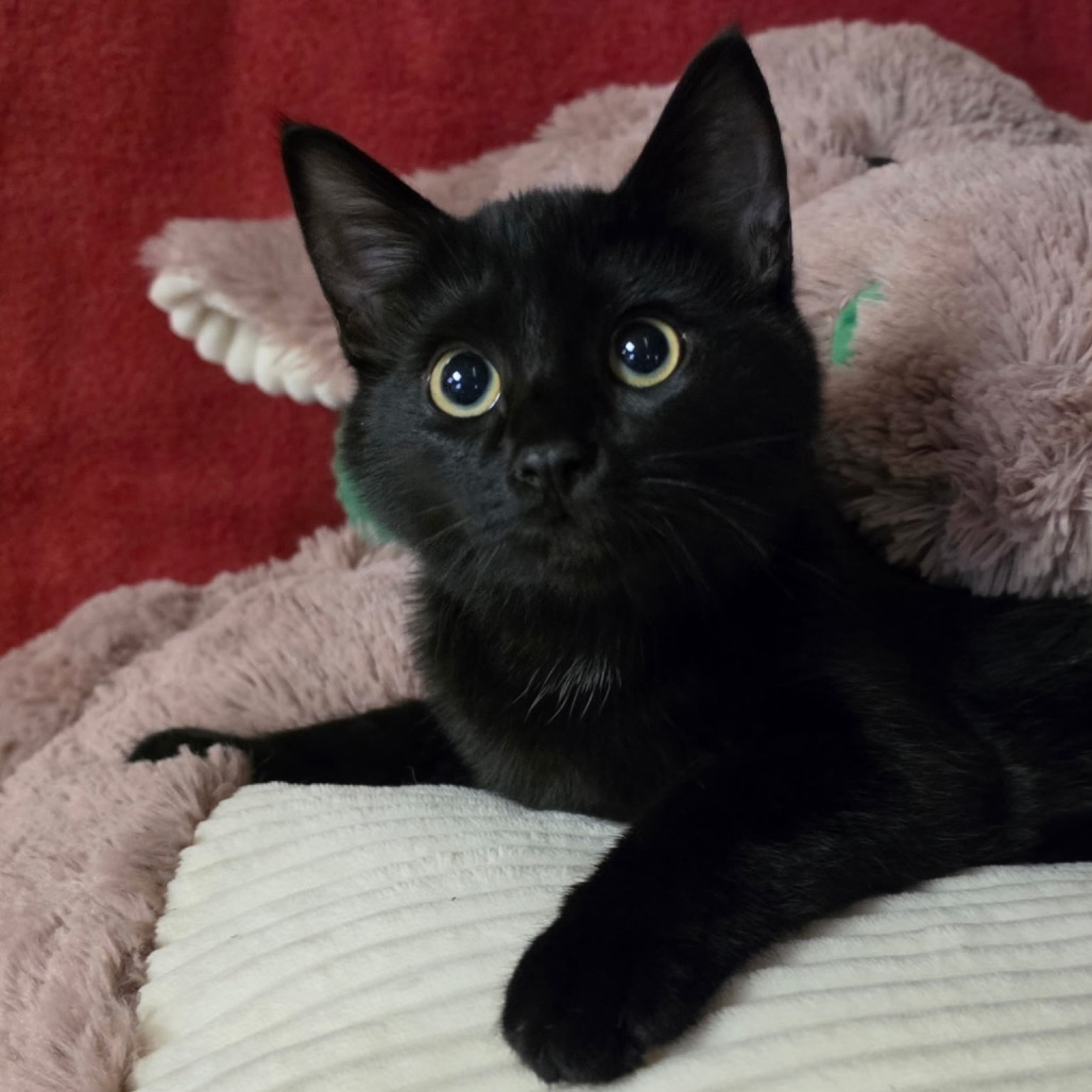Photo of SPARKLE