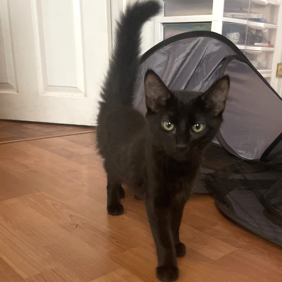 HAM - Domestic Medium Hair available for adoption