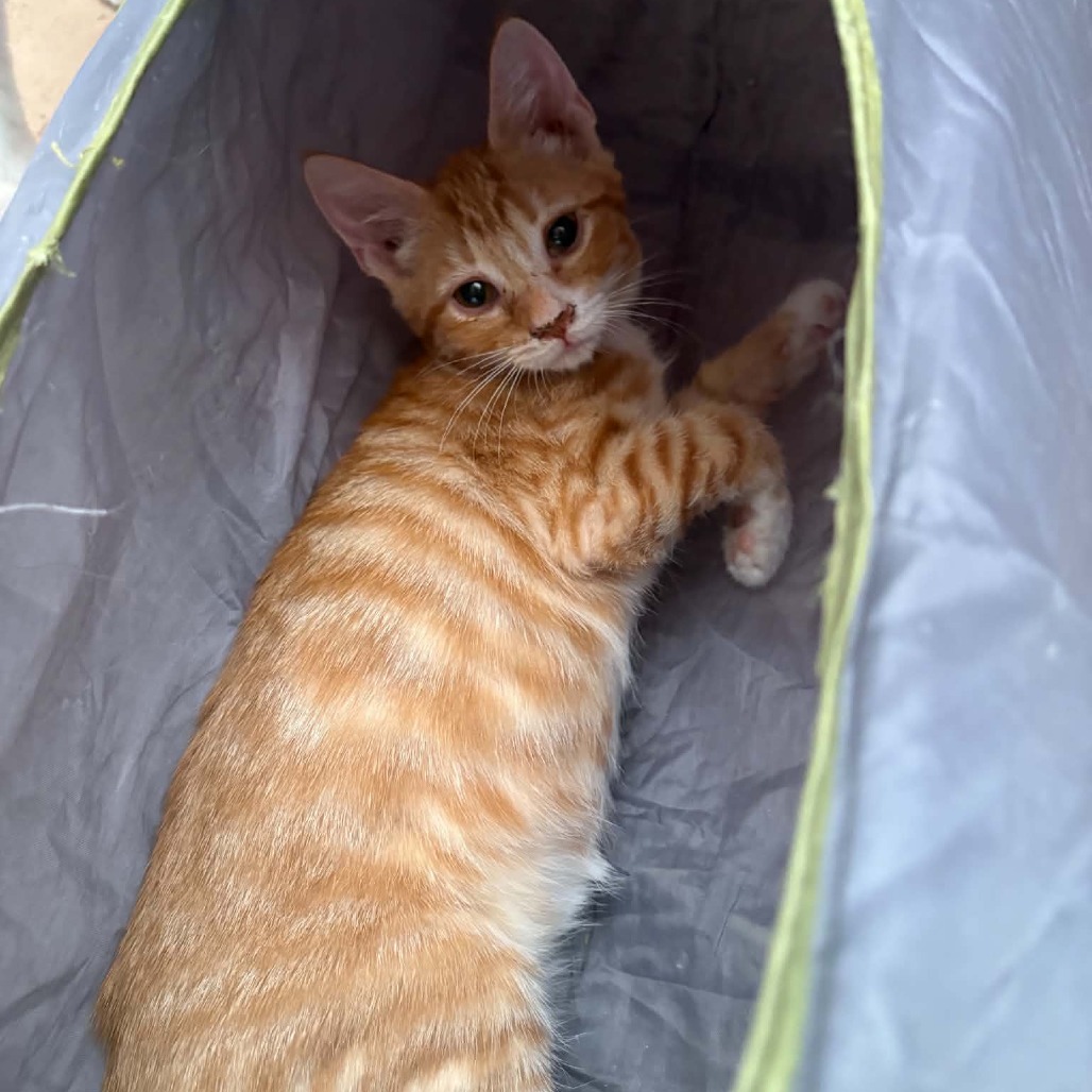 CLIFFORD - Domestic Shorthair available for adoption