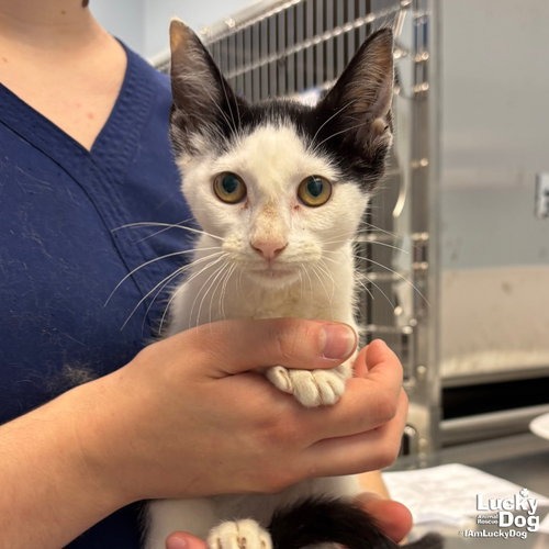 ELL - Domestic Shorthair available for adoption