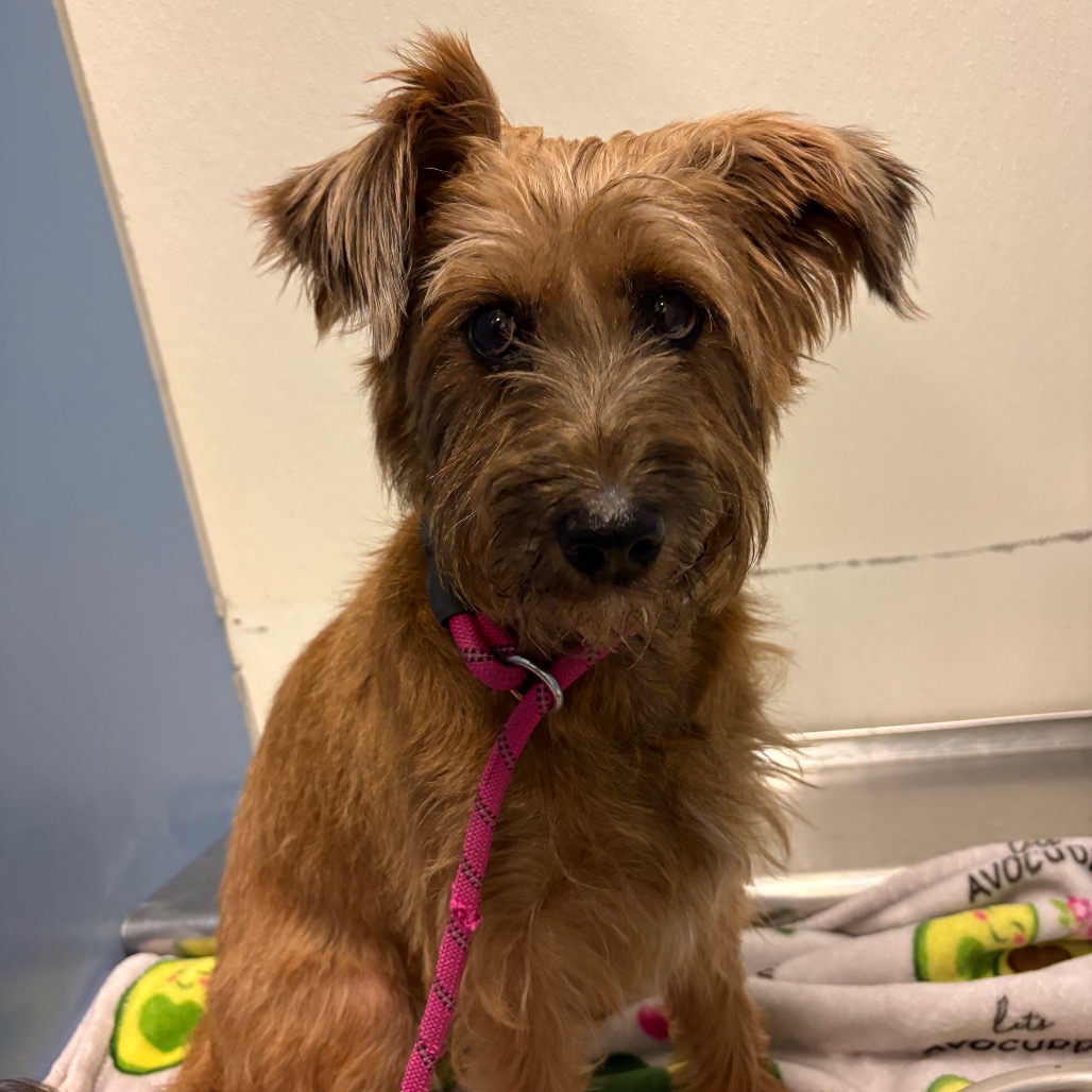 XENA (SAGE) - Schnauzer / Miniature available for adoption