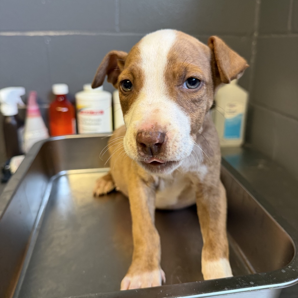 Tusc Stray 83964 2 3 4 5 6