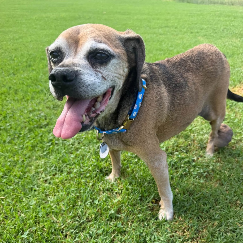 Puggle, photo 4