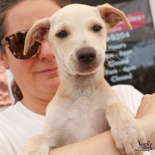 NAYRA - Retriever, Labrador / Mix available for adoption