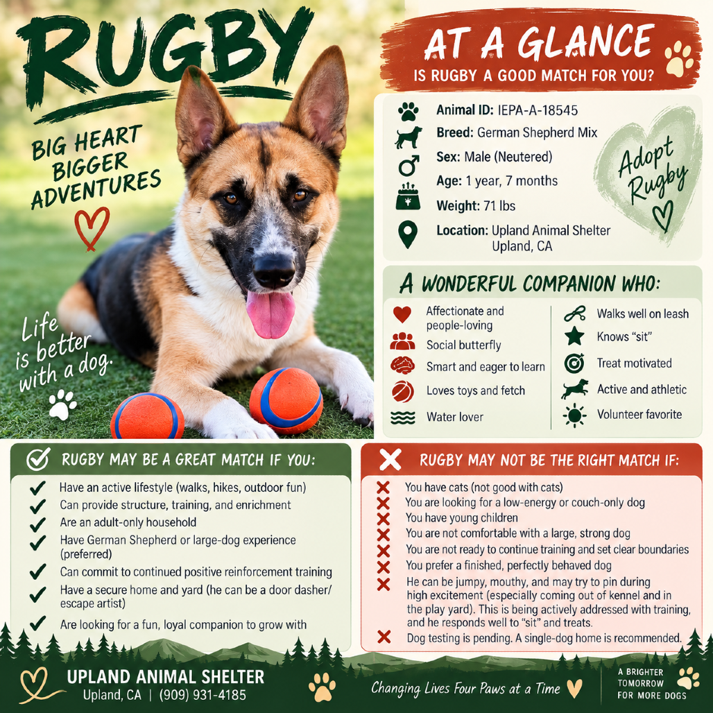 RUGBY, photo 18