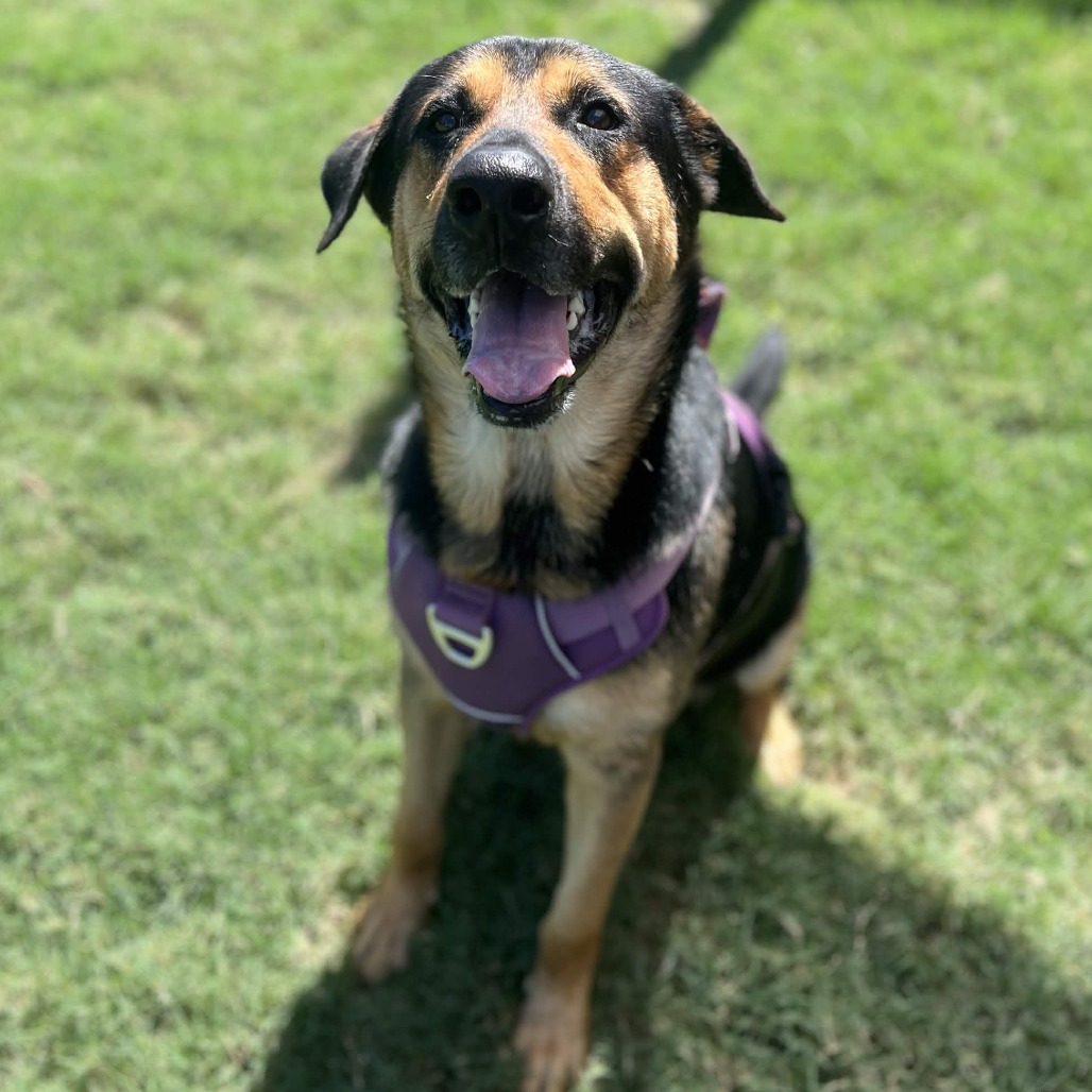 BEAR - Shepherd, German / Hound available for adoption