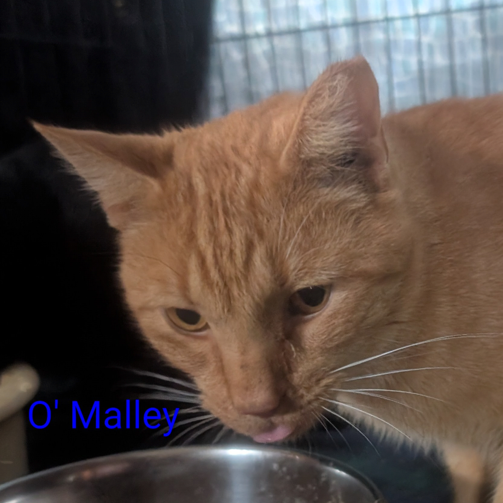 O' Malley, an adoptable cat