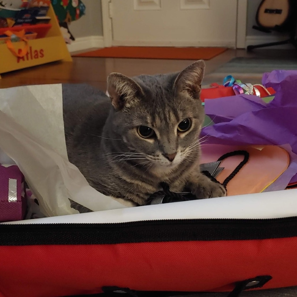 JELLY BEAN - Domestic Shorthair available for adoption