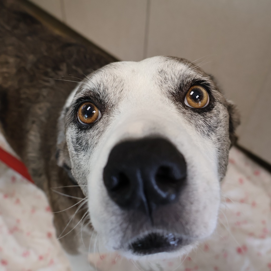 Pongo, photo 5