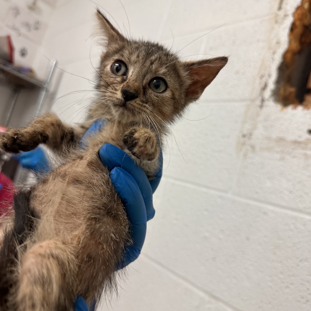 BO JACK - Domestic Shorthair available for adoption