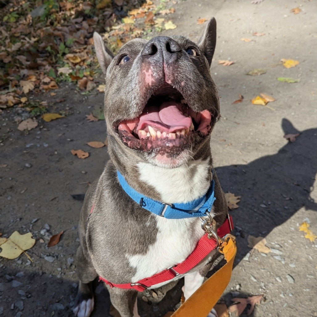 Photo of King Beetle 29