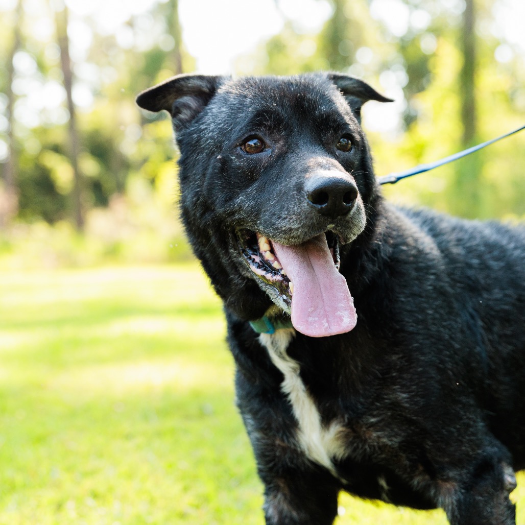 Dozer, photo 15