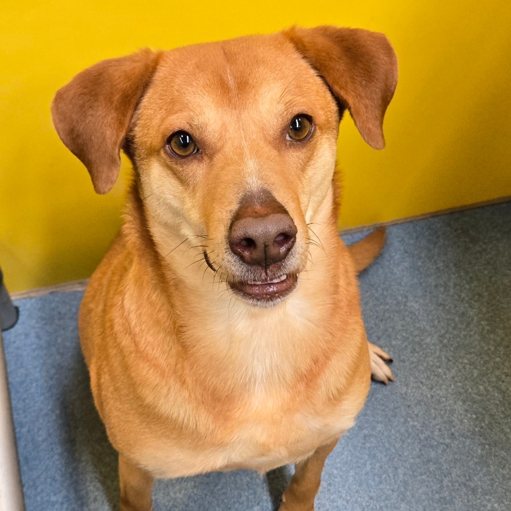 NOELLE - Shepherd available for adoption
