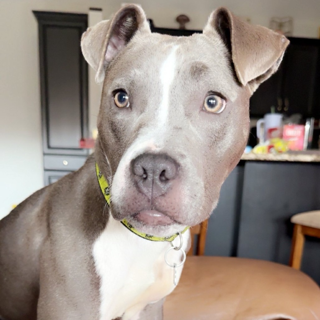Marina Baby , a Terrier, Pit Bull
