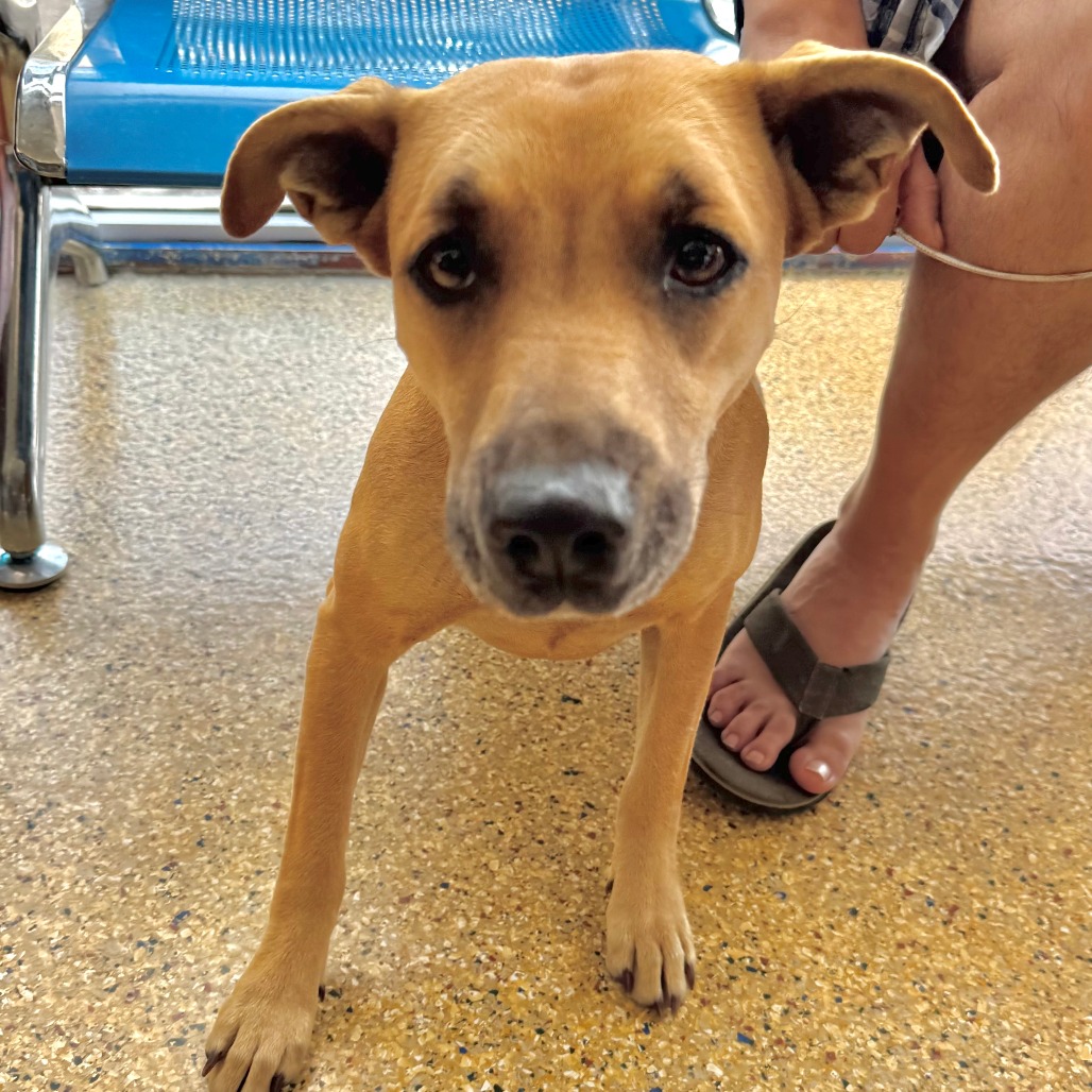 AYLA - Black Mouth Cur available for adoption
