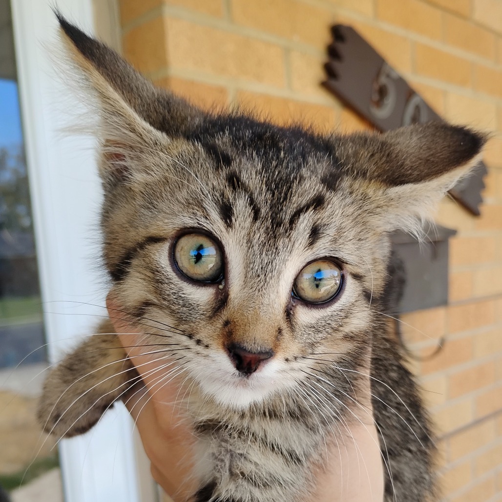 NUGGET - Domestic Shorthair available for adoption