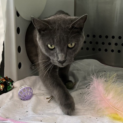 BACKYARD BOYFRIEND - Domestic Shorthair available for adoption