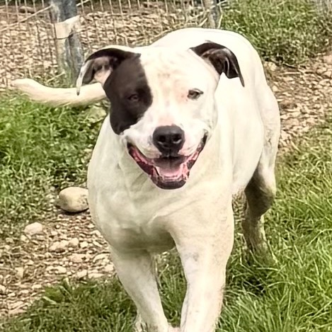 Ginny (Prada) Graduate of Paws-in-Prison program!, photo 6