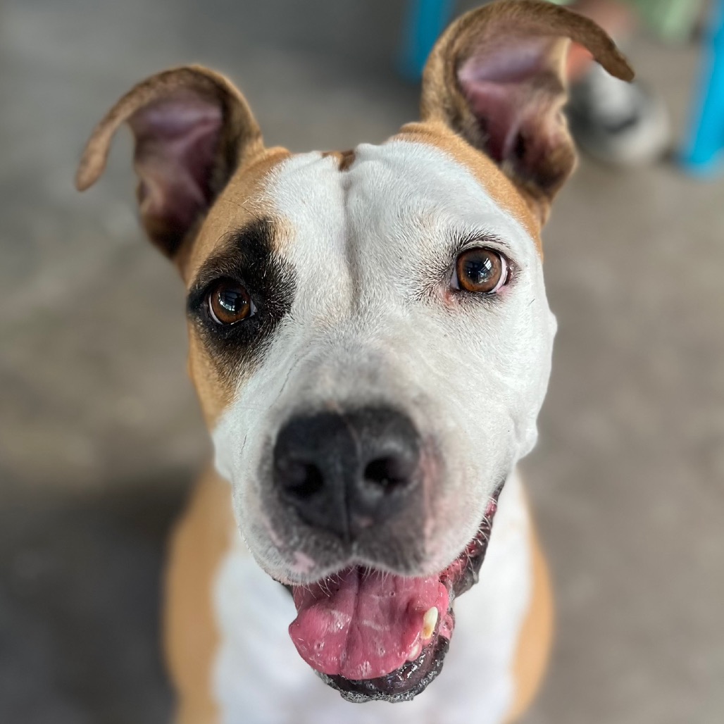 Humane Adoptable Dogs Dogs Available For Adoption - Humane Society and Adoption Center of ...